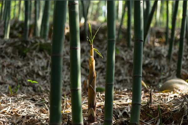 Bamboo Eco wood venetian blinds 